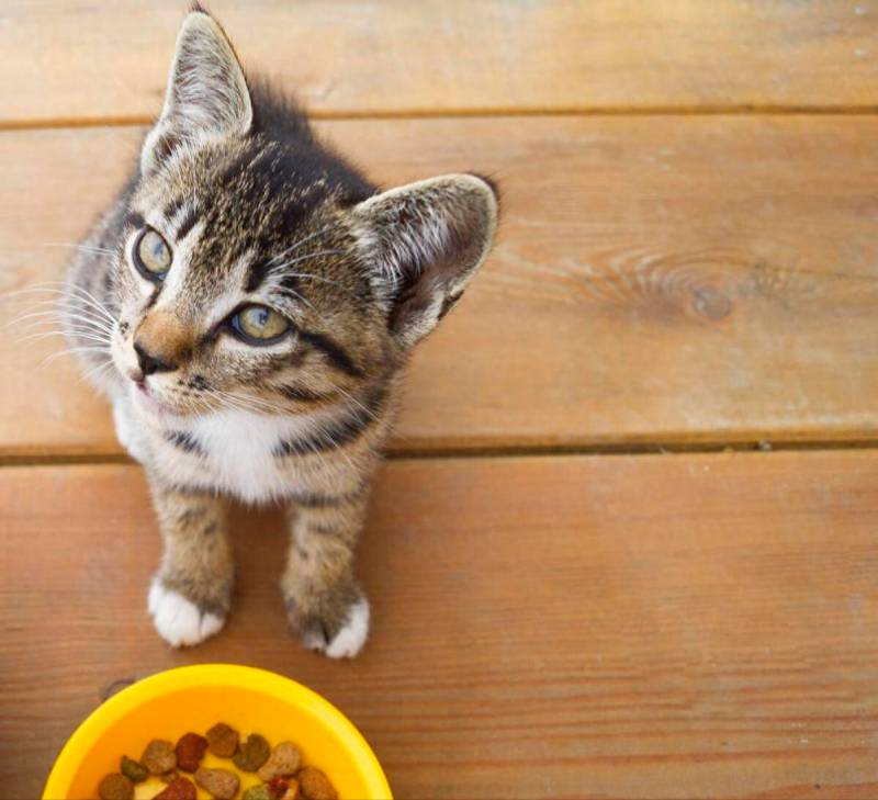 猫吃什么猫粮可以增肥？猫咪吃什么粮能长胖？