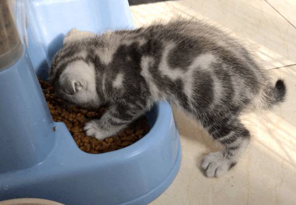 猫吃什么猫粮可以增肥？猫咪吃什么粮能长胖？